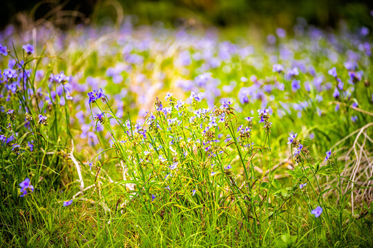 Tradescantia occidentalis Spiderwort purple wildflowers with three petals flower in Paynes Prairie Preserve State Park in Gainesville, Florida