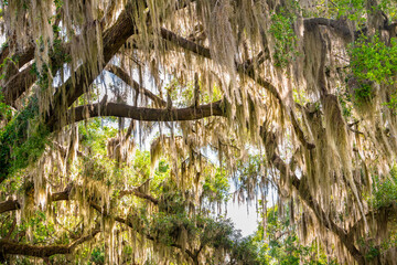 Gainesville, Florida tunnel canopy on street road of Southern live oak tree branches with hanging...