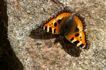 The small tortoiseshell (Aglais urticae) is a colourful Eurasian butterfly in the family Nymphalidae.