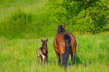 Carefree life on the farm. Rural country with spring meadows and farm aninmals.
