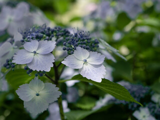 Hydrangea