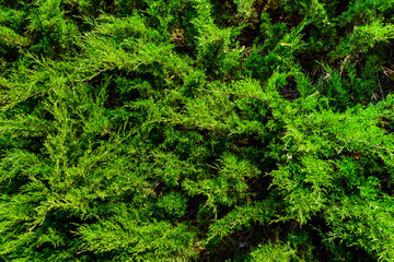 Fototapeta premium Background of the evergreen juniper bushes. Natural pattern