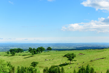 青空のナイタイ高原牧場