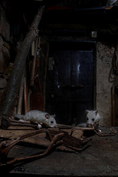 Cute gray dormouse in old barn