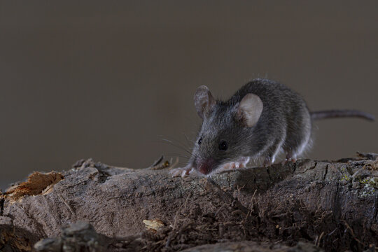Small wood mouse on tree branch