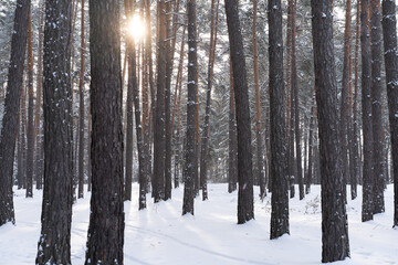 Fototapeta premium Early spring landscape of the snow in the pine forest. Landscape
