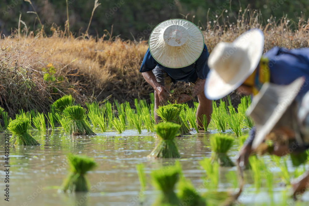 Wall mural farmer planting new crops in rice fields