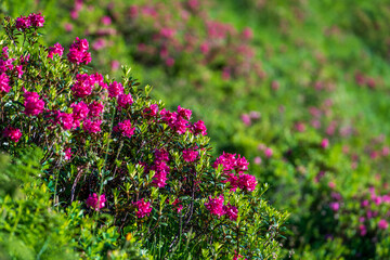Obraz premium beautiful red colors in summer on the mountains brings the beautiful alpine rose, rhododendron ferrugineum