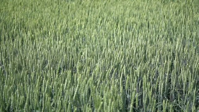Dynamic time lapse footage of green sea of wheat ears bending under wind gusts. Agriculture, farming, agronomy, industry concept.