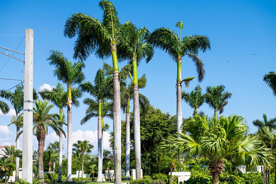 Palm trees on street road in Bonita Springs, Florida beach city town at day in Lee county with blue sky in spring