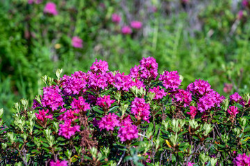 Fototapeta premium beautiful red colors in summer on the mountains brings the beautiful alpine rose, rhododendron ferrugineum