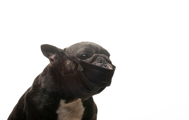 image of dog mask white background 