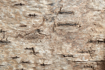 bark wooden texture of old birch tree
