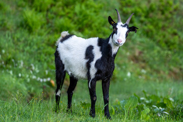 Obraz premium a black-white goat alone in the green meadow