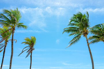 Hollywood ocean coast in Miami Florida during sunny day with palm trees tall against blue sky and...