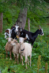 a group of goats on the mountais in summer