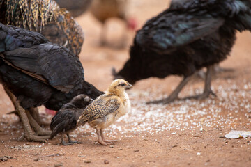 Close-up native chicks in Thailand are eating on the ground. Thai people raise chickens by sowing rice on the ground. Gamecocks are often raised for sports.