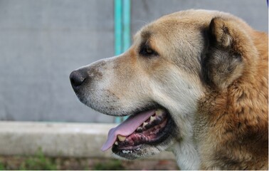 A dog is a friend of a person