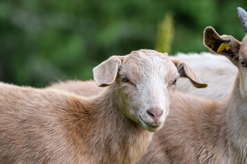 young goat is looking at camera