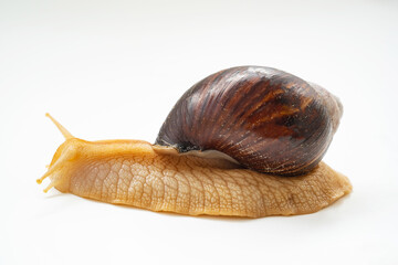 A large land snail on a white background.