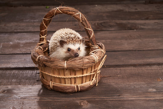 Cute hedgehog in wicker basket on table