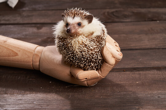 Adorable hedgehog in wooden hand on table