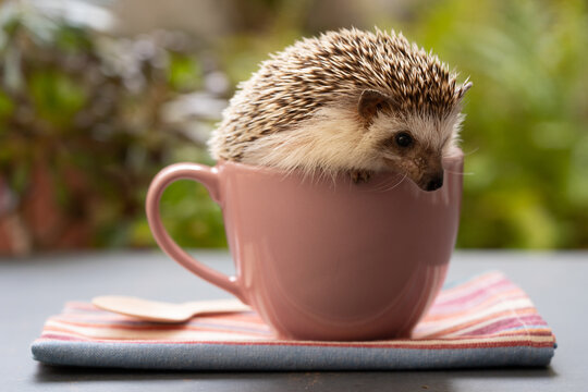 Hedgehog in cup on table