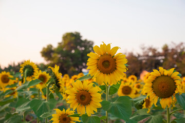 Obraz premium blooming sunflower in the morning sunrise at agriculture farm.