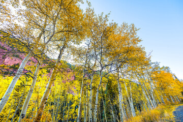 Fototapeta premium Maroon Bells view from famous road of vibrant yellow foliage aspen trees in row of Colorado rocky mountains autumn fall peak