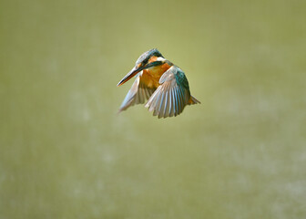 カワセミのホバリング