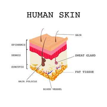 Cross section of Human skin. Layered epidermis, Dermis and subcutis with hair follicle,blood vessel,fat tissue,sweat gland and hair.Vector isolate flat design concept For medical use. human anatomy.