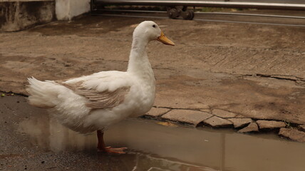 Big duck with white feathers, black eyes.
