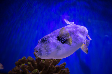 Guineafowl puffer sea fish in saltwater aquarium nature wild life