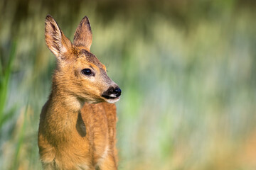 Young roe deer close up