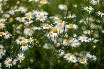 Fototapeta premium field of daisies