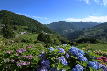 八畝の紫陽花　原風景　（高知県　大豊町）
