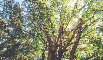 Big late summer tree from underneath