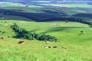 青空のナイタイ高原牧場