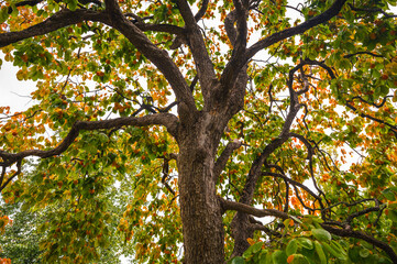 Autum/Fall