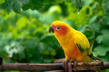 Yellow lovebird perched on wood with green nature background. concept fo cute pet bird