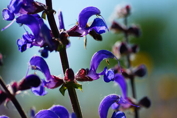 Close-up of the flower of the meadow sage. - obrazy, fototapety, plakaty