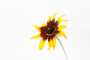 sunflower with white background