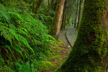 Taiwan, Yilan County, Taiping Mountain, Jianqing Old Road, famous, tourist attraction