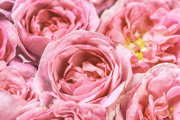 roses background in pastel color style