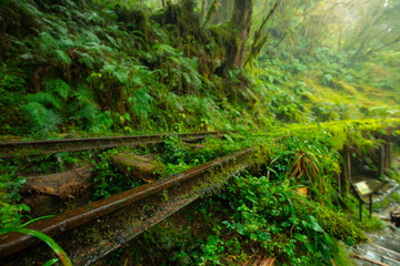 Taiwan, Yilan County, Taiping Mountain, Jianqing Old Road, famous, tourist attraction