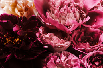 Peony bouquet closeup,  floral background concept