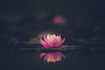 Pink lotus flower or water lily in water - 442158614