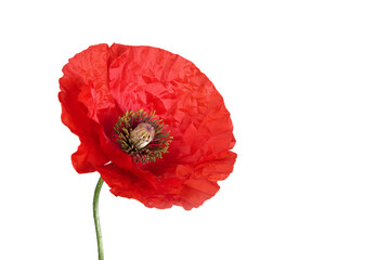 Red poppy flower onwhite  background close up
