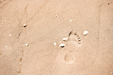 Above view looking down on seashells sea shells on sand in Sanibel Island, Florida on day at Gulf of Mexico shore with footprint