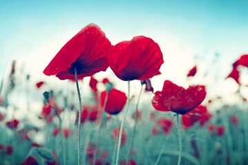 Red poppy flowers on blue sky background.